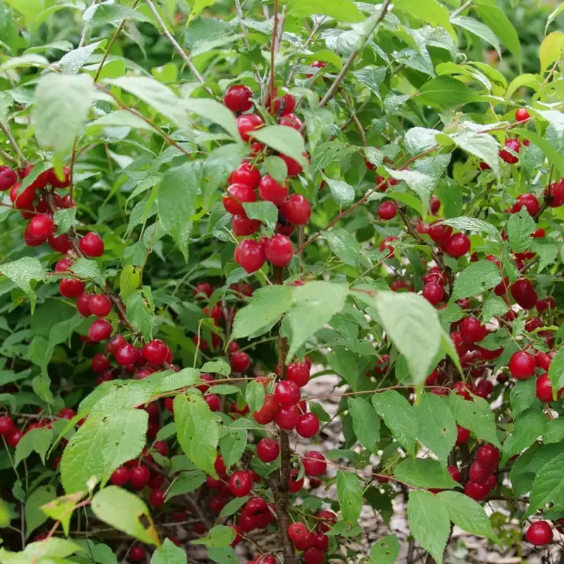 Easy As Pie™ Bush Cherry (Prunus)