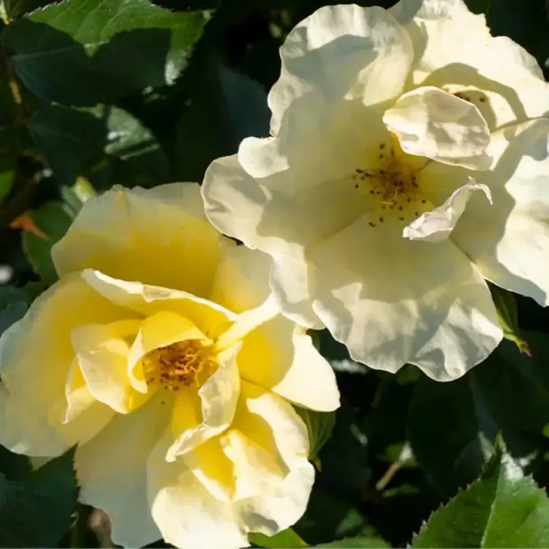 Easy Bee-zy™ Knock Out™ Rose