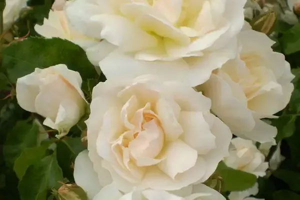 Easy Elegance Champagne Wishes-white