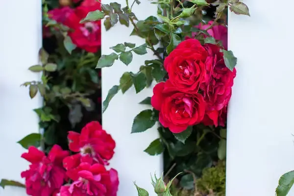 Easy Elegance™ Paint the Town Rose
