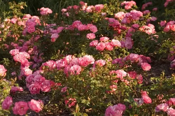 Easy Elegance™ Sunrise Sunset Rose
