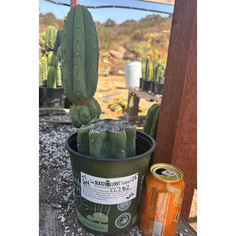 #EC282 EXACT Trichocereus Pachanoi JS444 Cactus 12.5″
