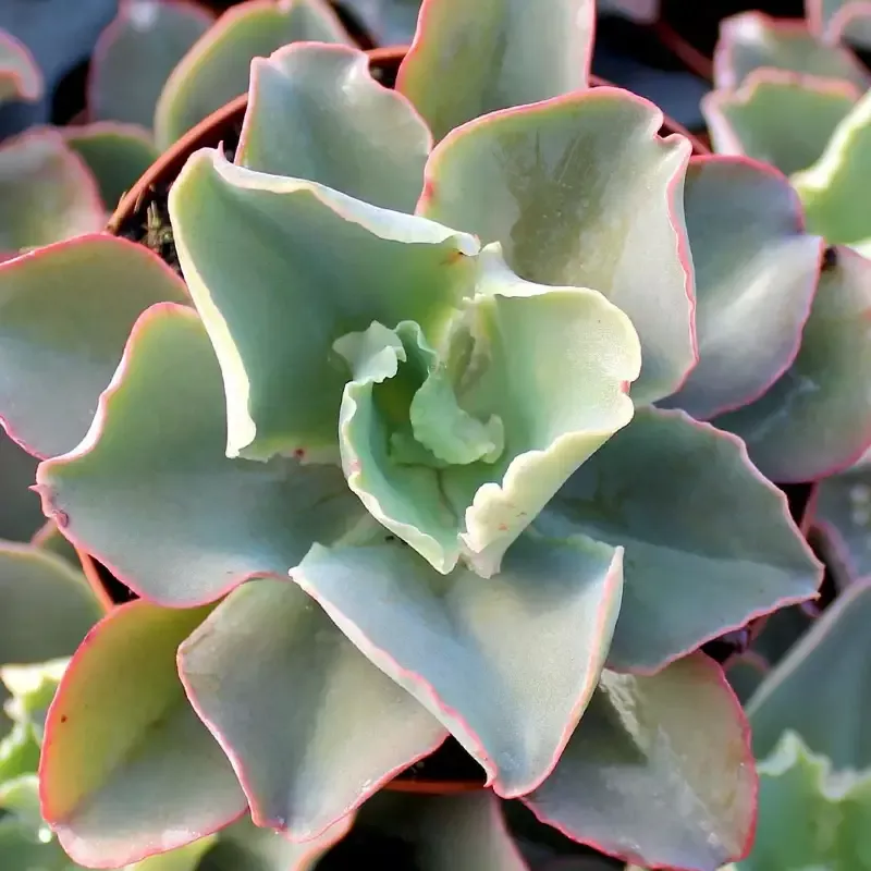 Echeveria ‘Giant Blue’