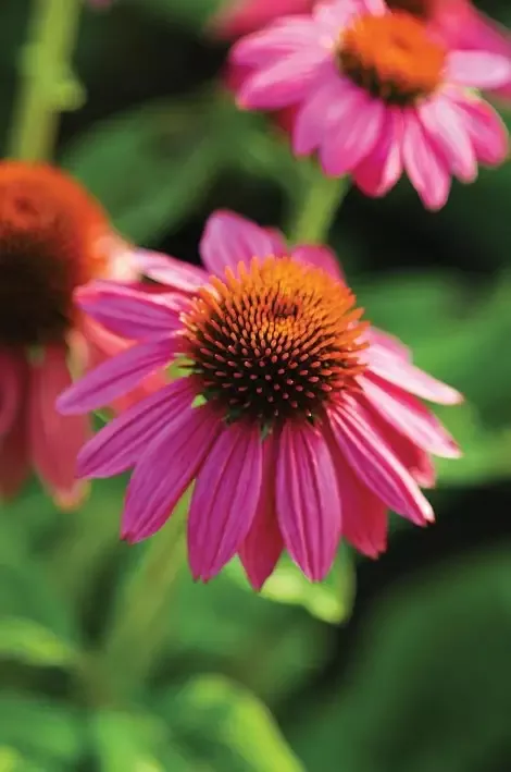Echinacea – Pow Wow Wild Berry – Coneflower