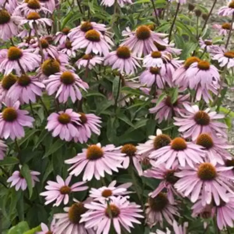 Echinacea Purpurea ‘Magnus’ Coneflower – [EG]