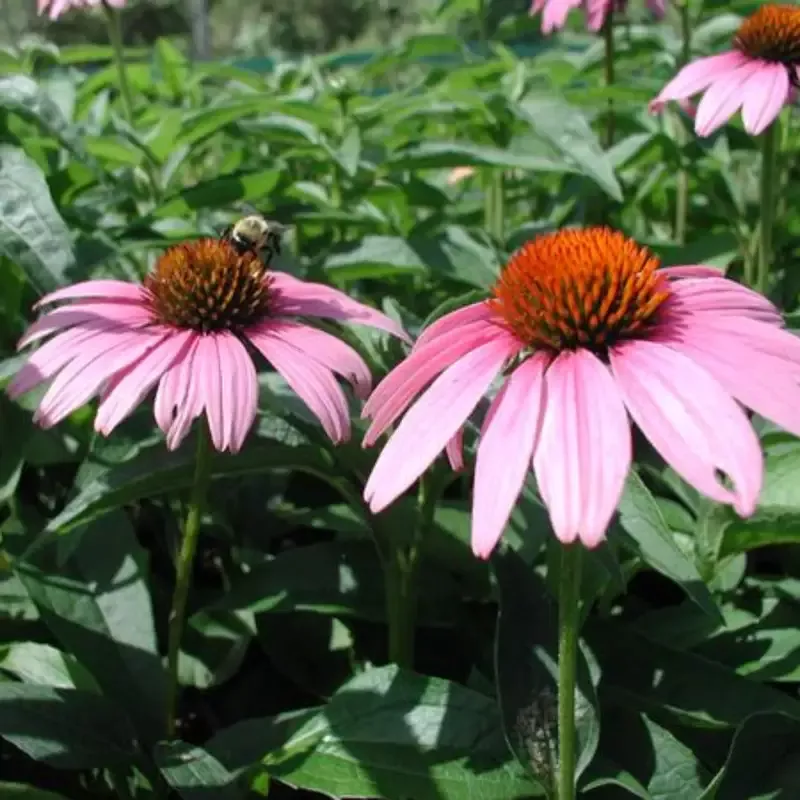 Echinacea Purpurea ‘Magnus’ Magnus Coneflower – [CG]