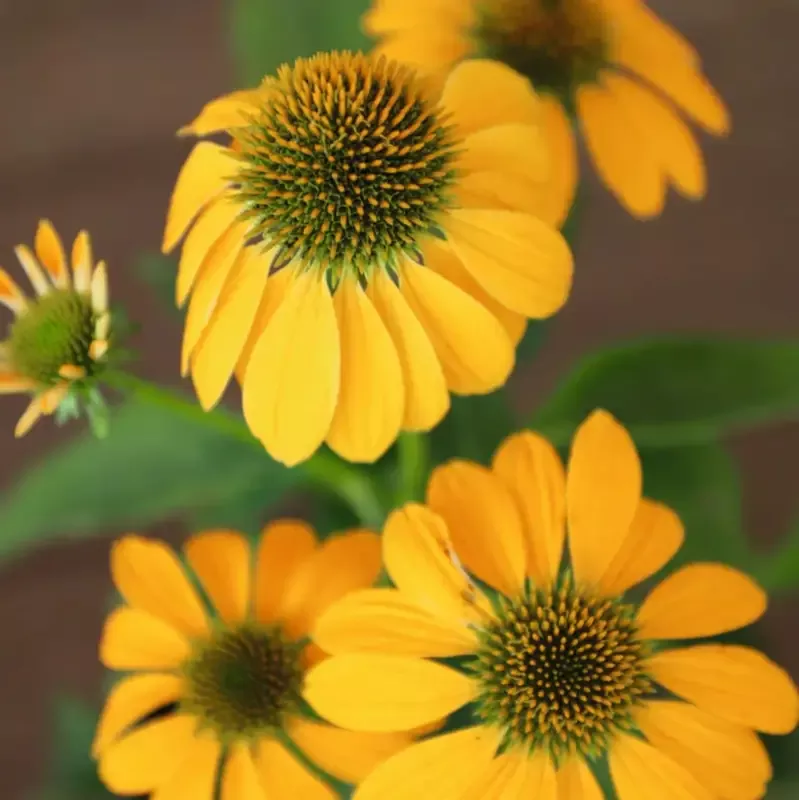 Echinacea purpurea ‘Pollynation Yellow’