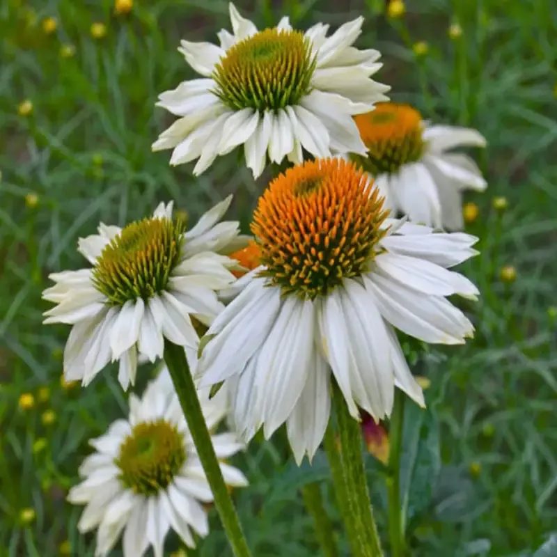 Echinacea Purpurea Pow Wow White Coneflower