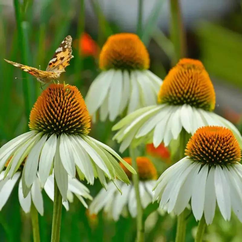 Echinacea Purpurea ‘White Swan’ Coneflower – [CG]