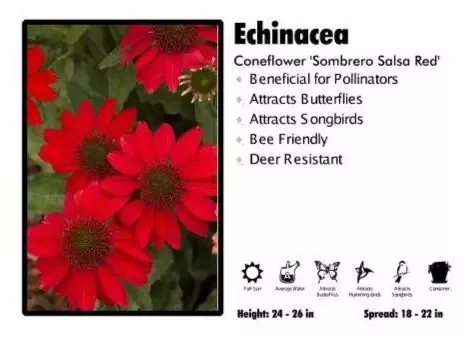 Echinacea ‘Sombrero Salsa Red’ Coneflower