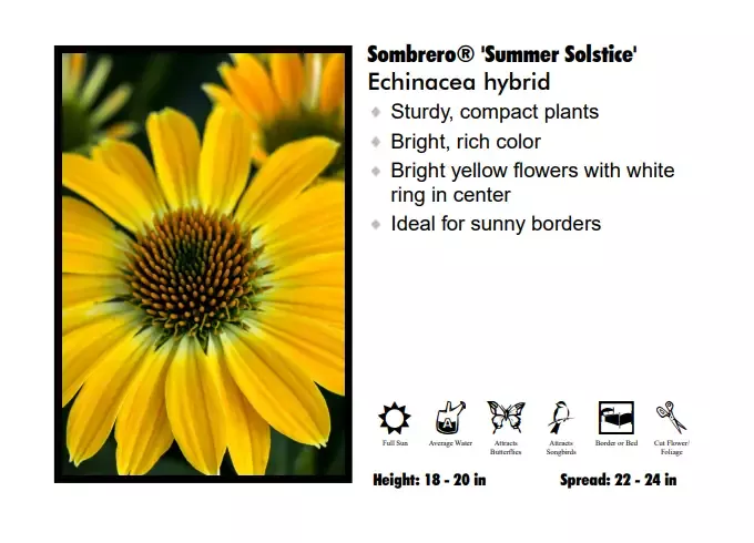 Echinacea ‘Sombrero Summer Solstice’ Coneflower