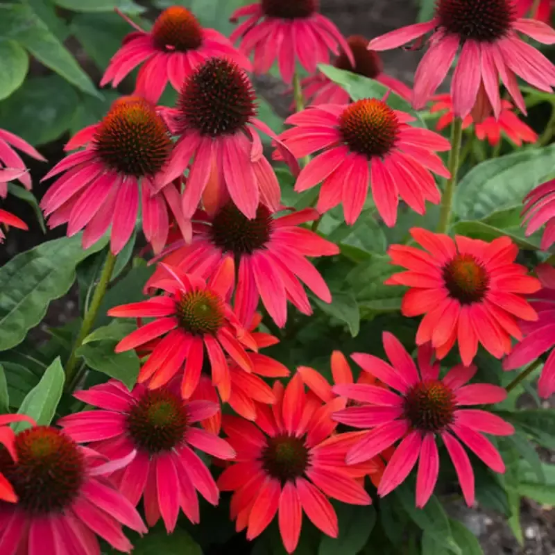Echinacea ‘Summersong™ Firefinch’
