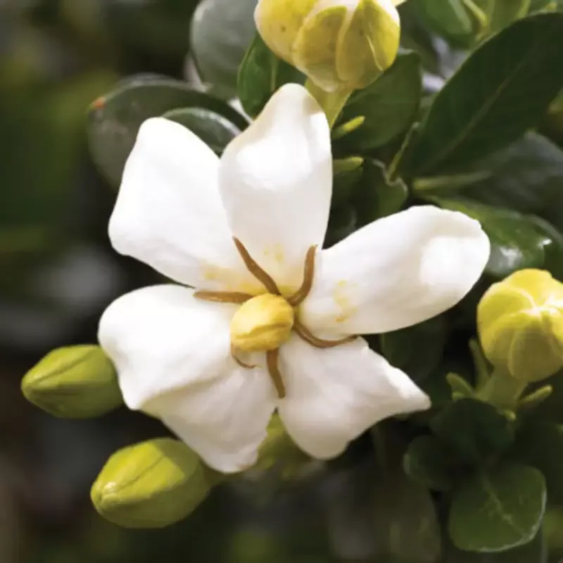Echo Heaven Scent Gardenia