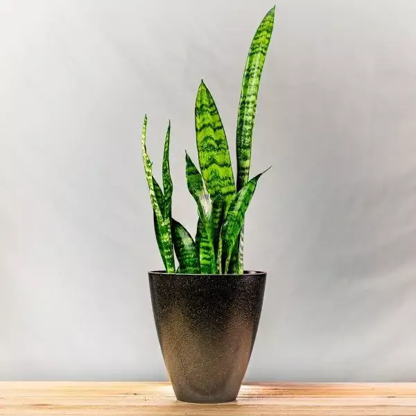 EcoForms 5.5 Inch Rice Hull Urn Planter