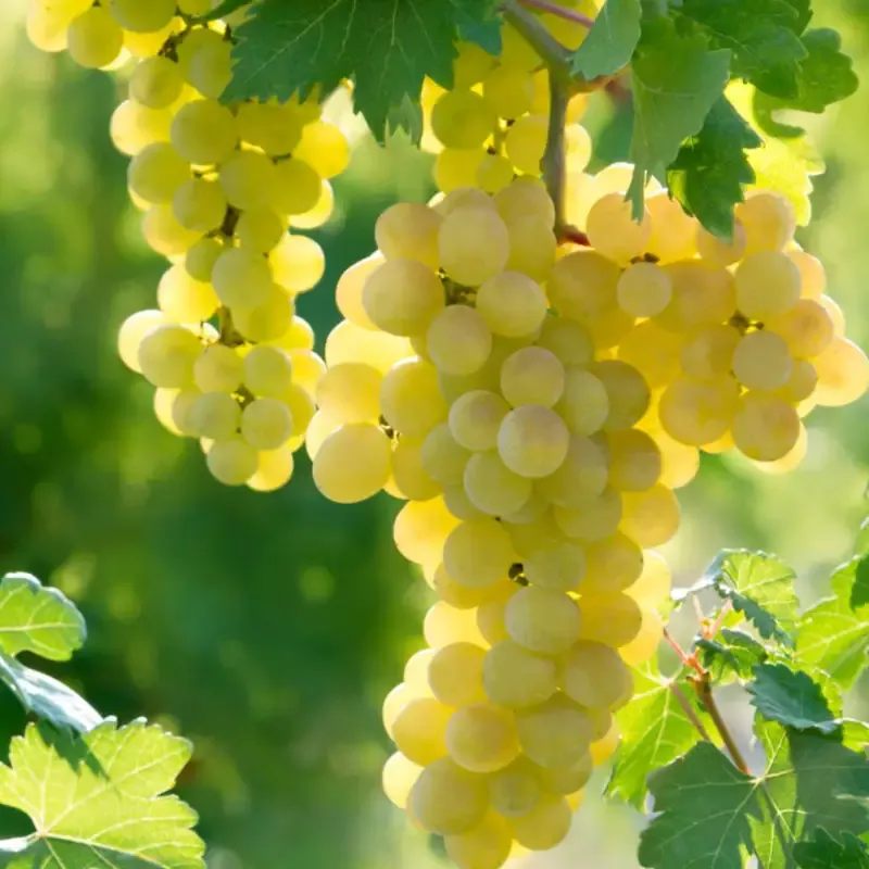 Edelweiss White Seeded Grape