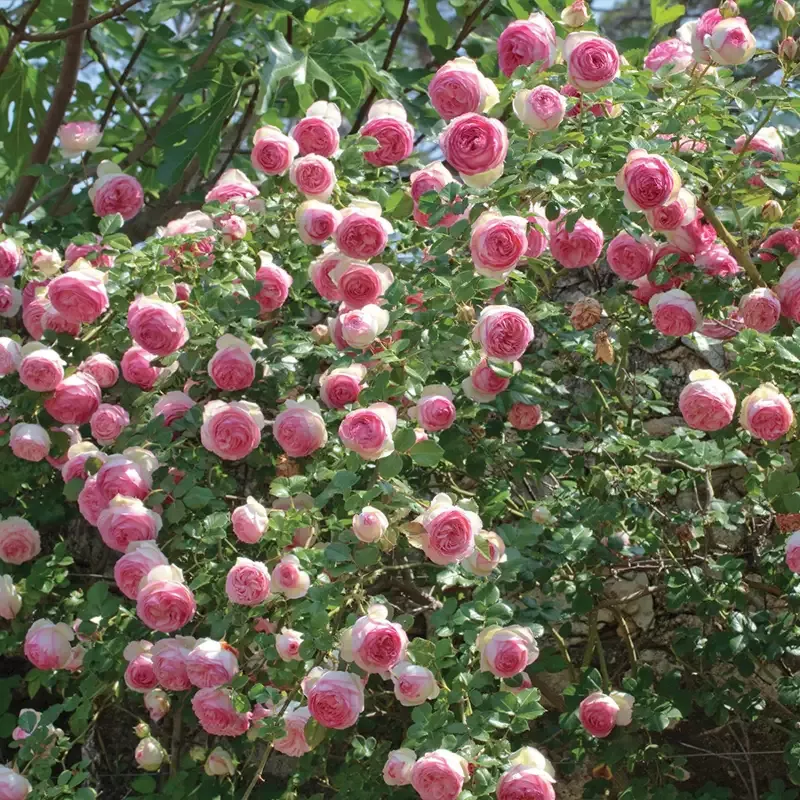 Eden Climber™ Rose