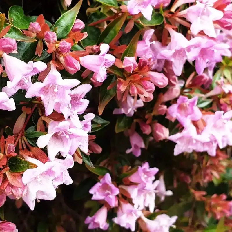 Edward Goucher Pink Abelia