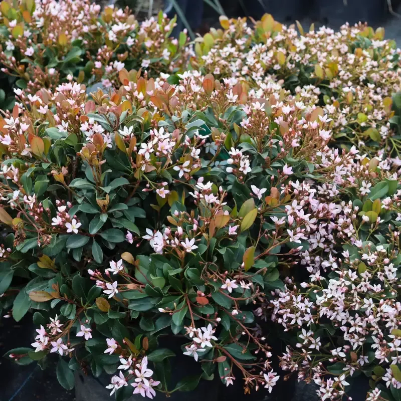Eleanor Taber™ Indian Hawthorn