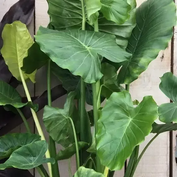 Elephant Ear Plant