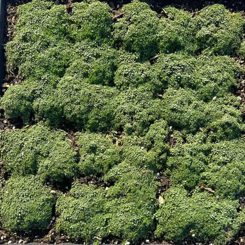 Elfin Thyme