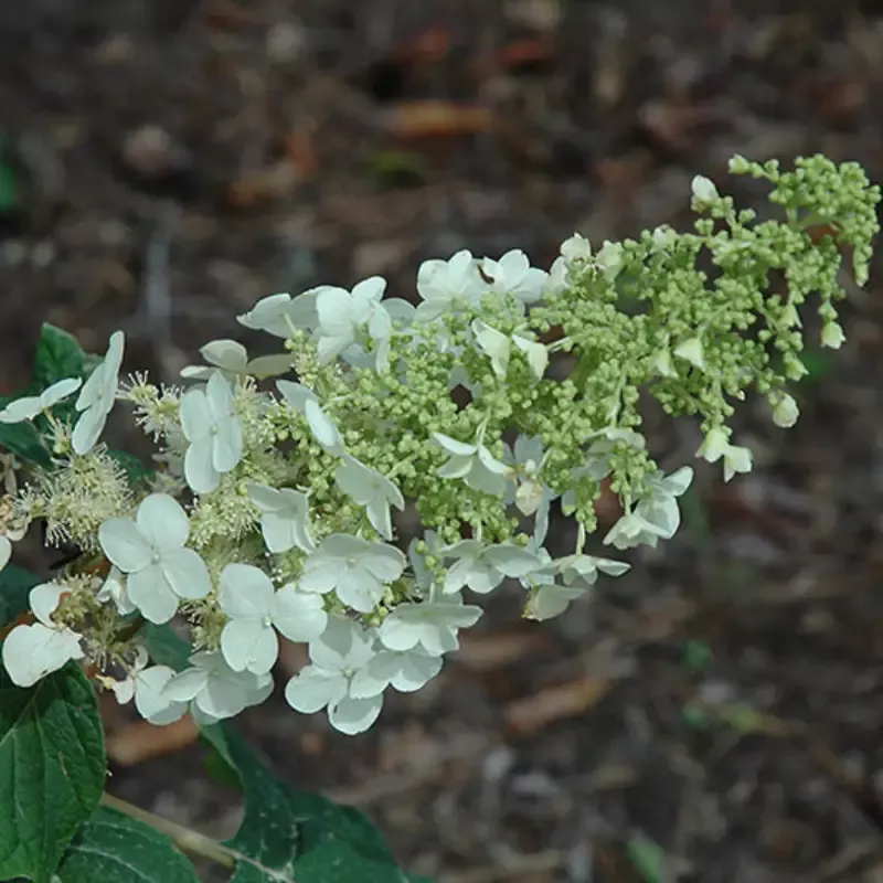 Ellen Huff Oakleaf Hydrangea