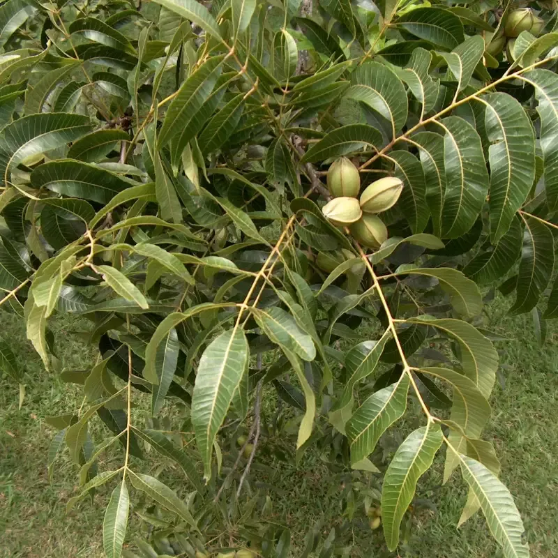 Elliot Pecan Tree a Small Nut,