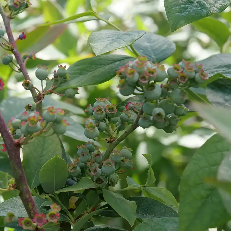 ‘Elliott’ Blueberry (Vaccinium)