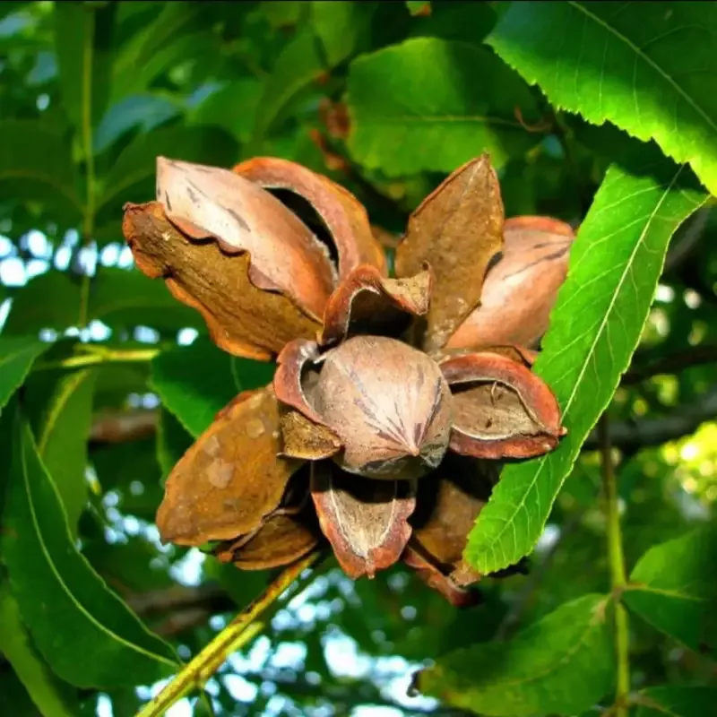 Ellis Pecan Tree