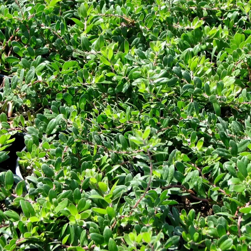 Emerald Carpet Manzanita