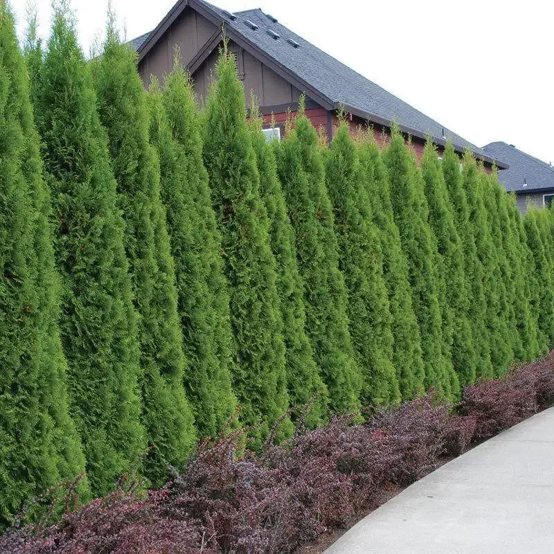 ‘Emerald Green’ Arborvitae (aka ‘Smaragd’)
