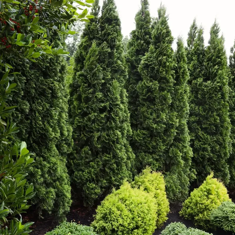 Emerald Green Arborvitae (Thuja ‘Smaragd’)