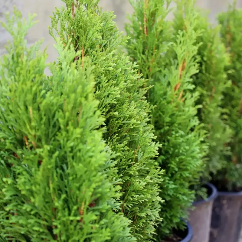 Emerald Petite™ Arborvitae