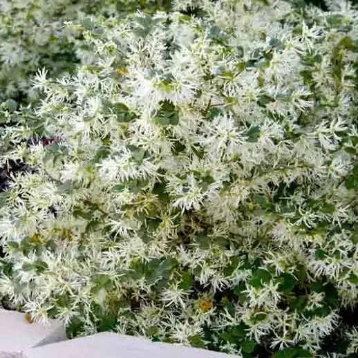Emerald Snow Loropetalum