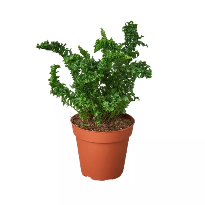 ‘Emina’ Fern – 4″ Pot