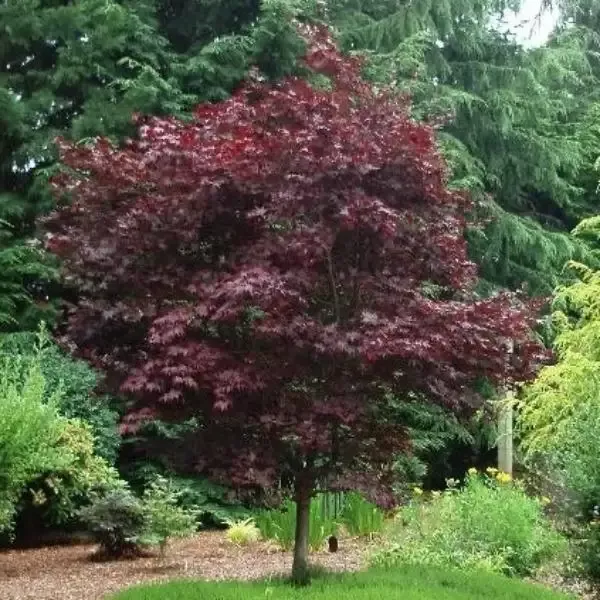 Emperor Japanese Maple