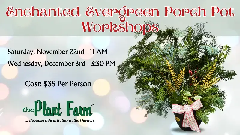 Enchanted Evergreen Porch Pot- Wednesday, December 3rd @ 3:30 PM