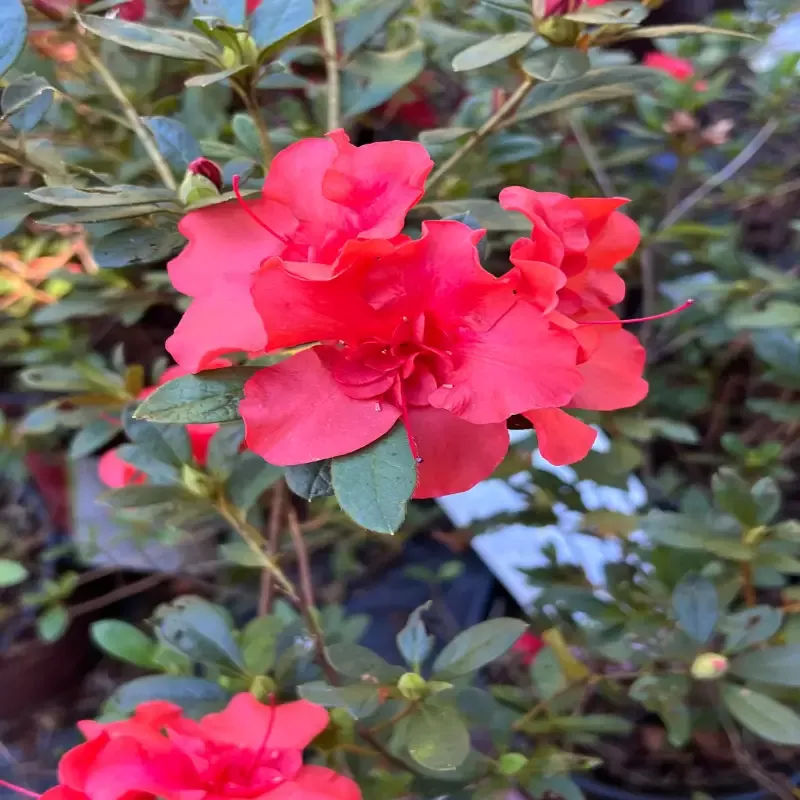 Encore Azalea Autumn Embers