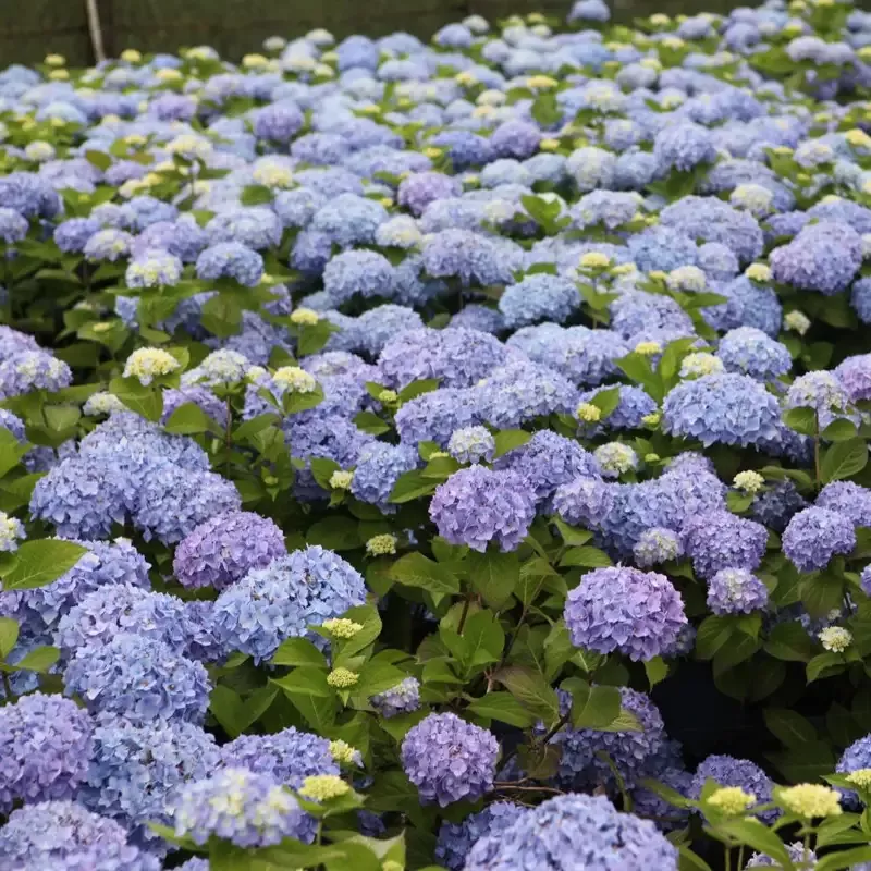 Endless Summer™ Hydrangea