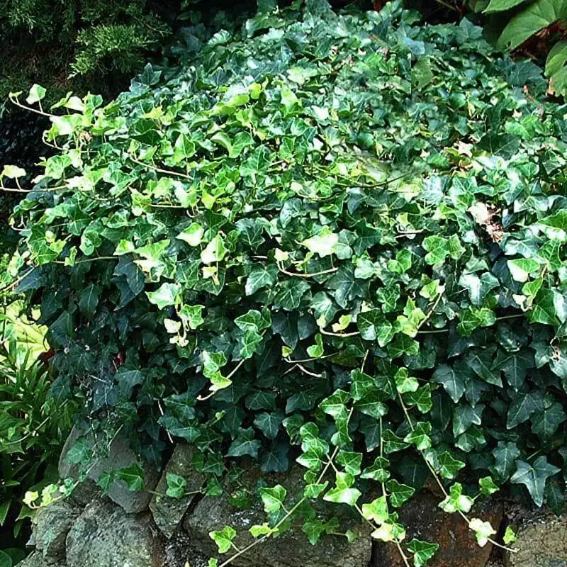 English Ivy (Hedera)