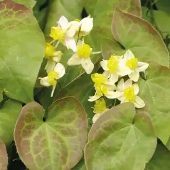 Epimedium ‘Sulphureum’ Barrenwort