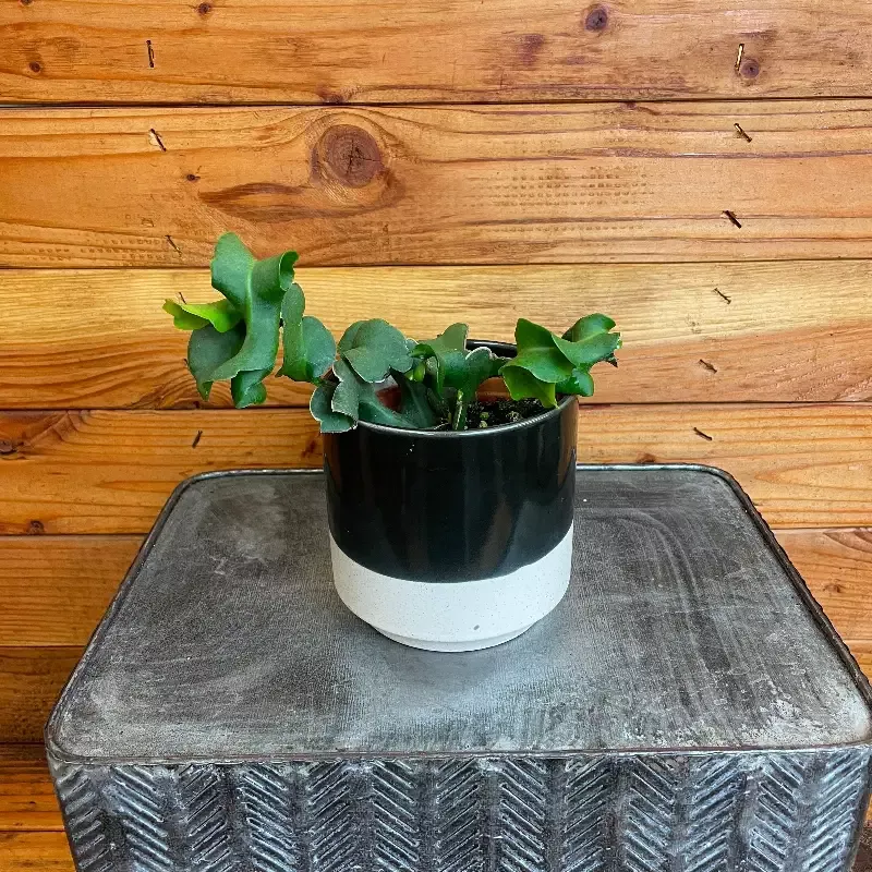 Epiphyllum Curly Locks, 4″ Plant