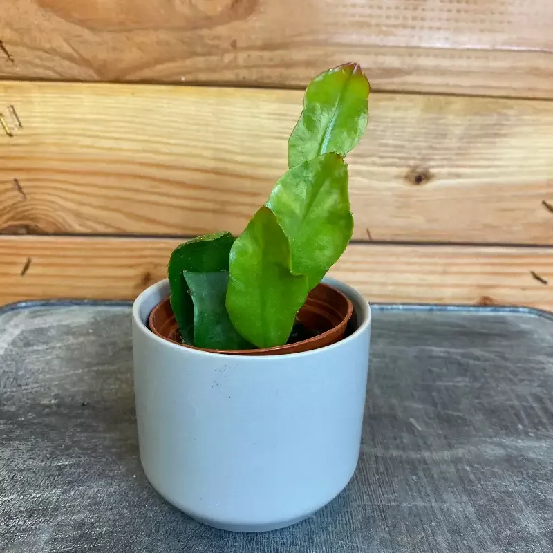 Epiphyllum Queen of the Night, 2″ Plant
