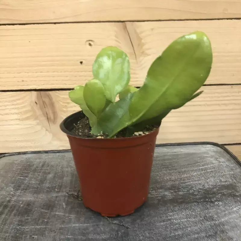 Epiphyllum Queen of the Night, 4″ Plant