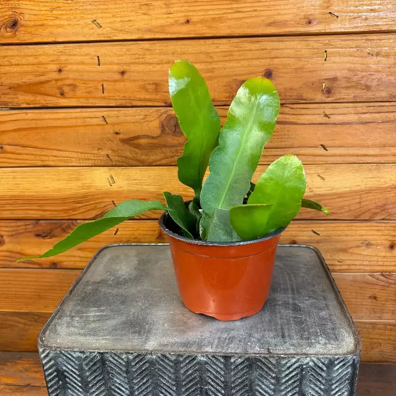 Epiphyllum Queen of the Night, 6″ Plant