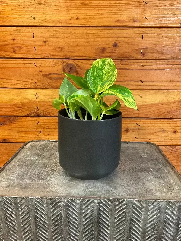 Epipremnum Gold King, 4″ Plant