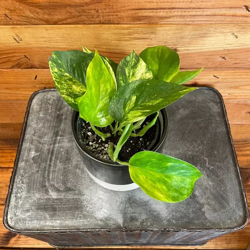 Epipremnum Golden, 4″ Plant