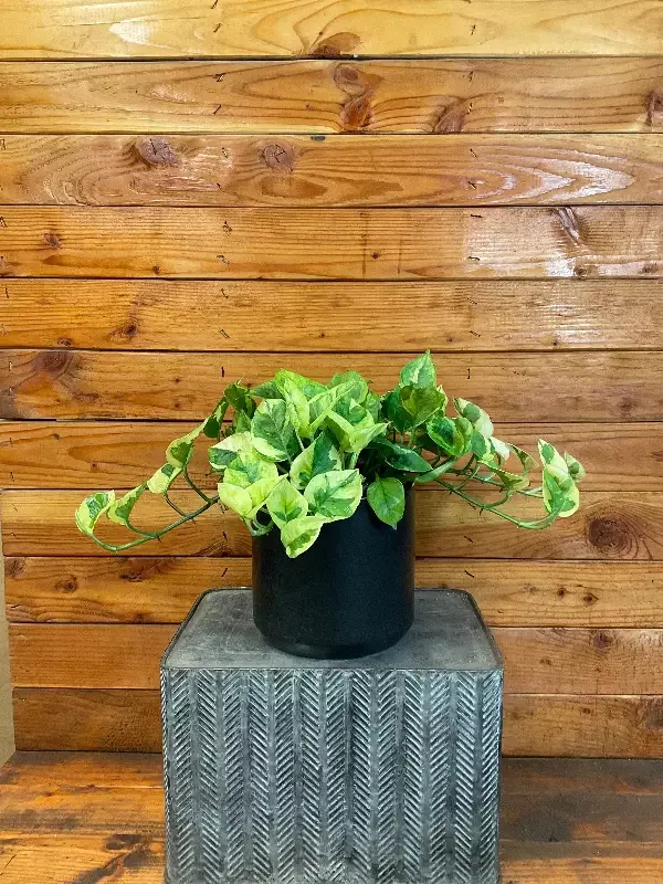 Epipremnum Lemon Meringue, 6″ Plant