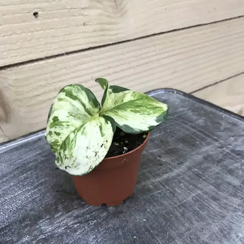 Epipremnum Manjula, 2″ Plant