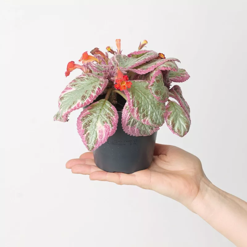 Episcia Pink Brocade