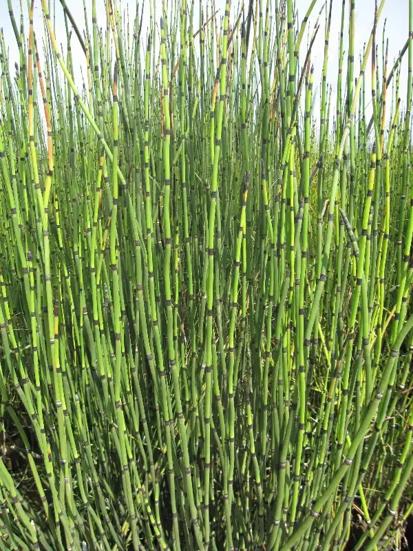 Equisetum hymale “Horsetail Reed”